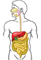 Human digestive system