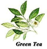 Green Tea