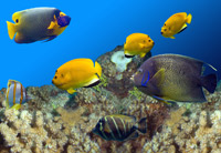 fish in aquarium