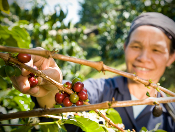 smiling farm worker picking fruit from tree