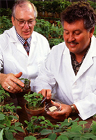 two men examining plants in a greenhouse