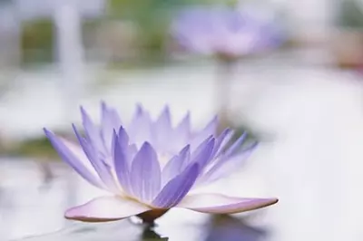 lotus blooming