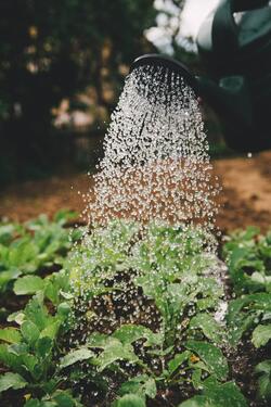 watering can