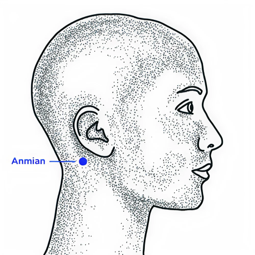 Diagram of Anmian at the back of the neck.