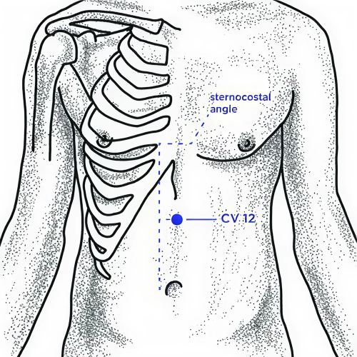 Diagram of CV 12 at the abdomen.