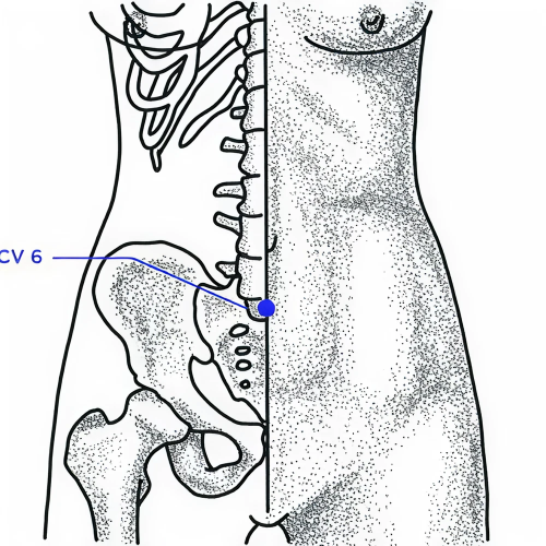 Diagram of CV 6 at the abdomen.