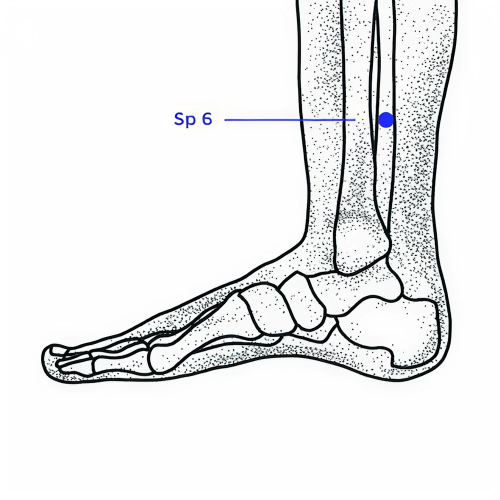 Diagram of Sp 6 above the ankle.
