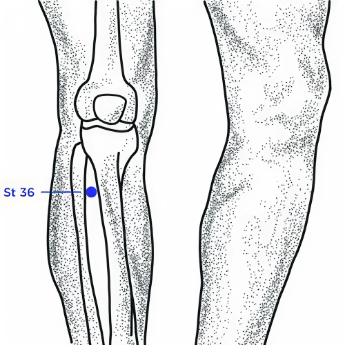 Diagram of St 36 below the knee.
