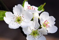 White flowers