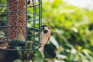 birdfeeder with bird