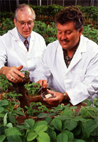 scientists handling plants