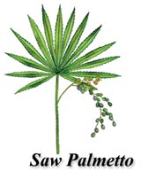 illustration of saw palmetto leaf