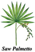 Saw Palmetto