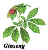 Ginseng