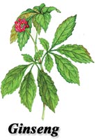 Ginseng