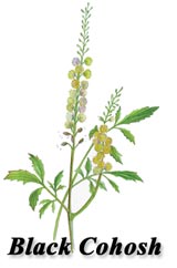 Black Cohosh