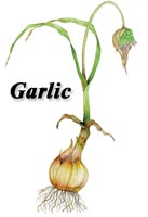 Garlic