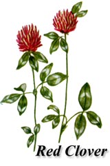 Red Clover