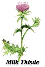 illustration of milk thistle plant