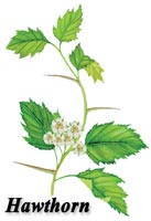 Hawthorn