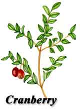 Cranberry