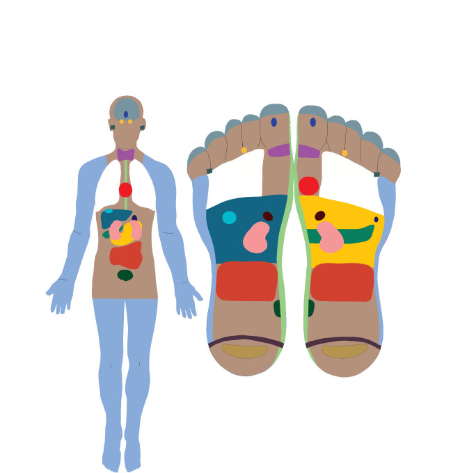 Tabla de reflexología que traza puntos en los pies.