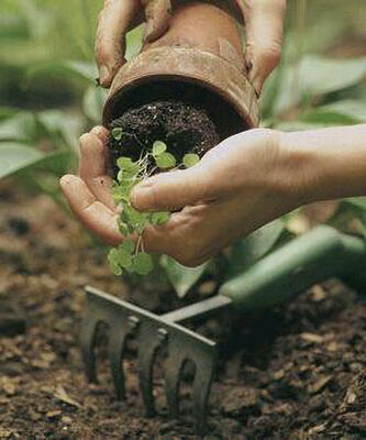 hand repotting plant in dirt