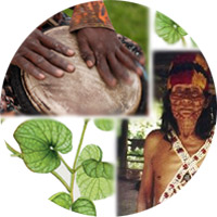 Collage of a shaman, drum and kava Collage of a shaman, drum and kava
