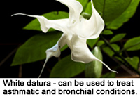 White datura plant