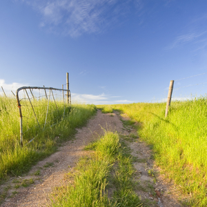 image of a sunny meadow with a path going through it