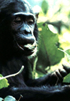 Chimpanzee