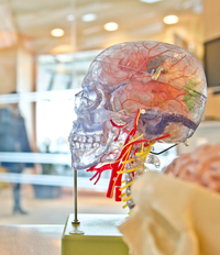 clear plastic skull with brain inside