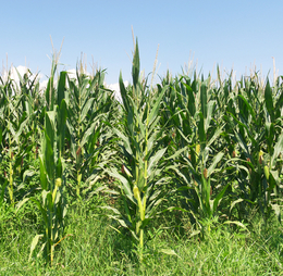 corn field