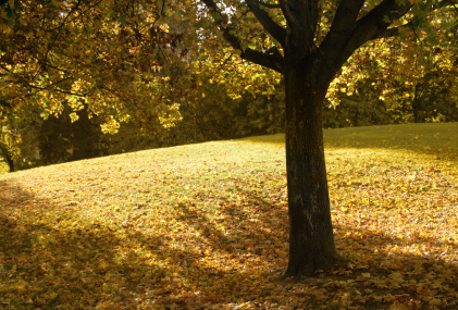 Beautiful tree in meadow.