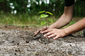 hands planting