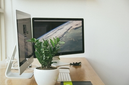 plant on desk