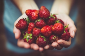 hands holding a pile of freshly picked strawberries