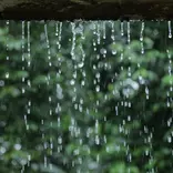 rain with a forest background