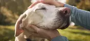 person petting golden retriever 