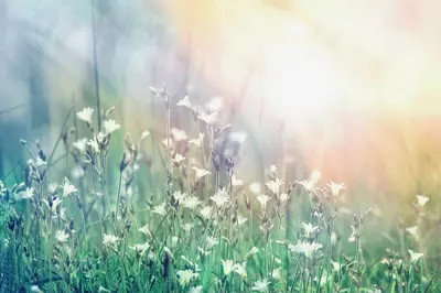 flowers in a field