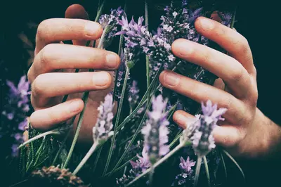 person holding lavender