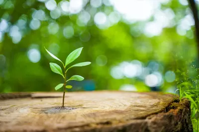 plant growing out of a tree stump