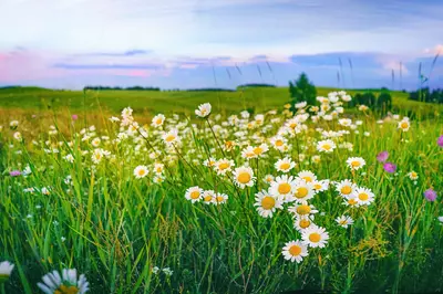flowers in a field