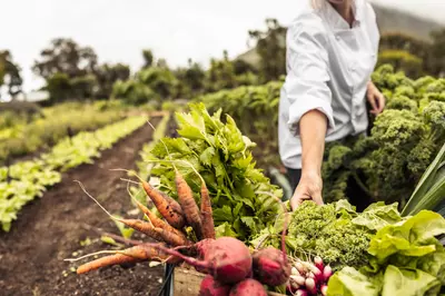 chef picking fresh vegetables