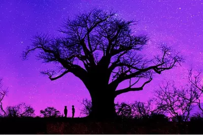 a big tree in front of a purple/blue sunset