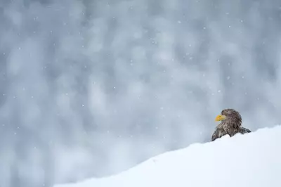 small bird poking his head out of a pile of snow