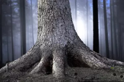 trunk and roots of a large tree