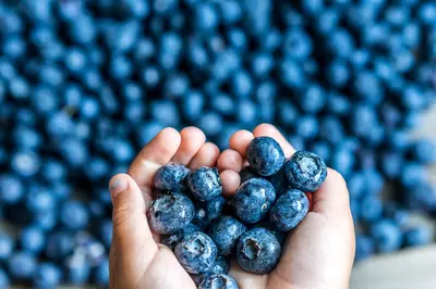 hands holding blueberries