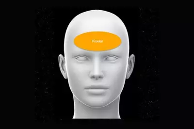 Diagram showing the frontal region of the head at the forehead.