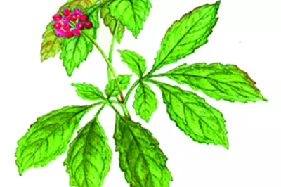 a medicinal plant